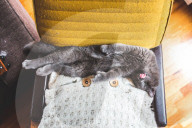 FEATURE - Das ganz normale Leben mit Katzen als Haustier