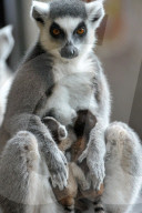 FEATURE - Neugieriger kleiner Lemur