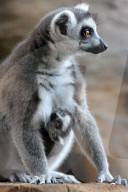 FEATURE - Neugieriger kleiner Lemur