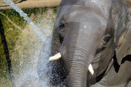 FEATURE - Elefanten geniessen die Wärme im Zoo von Madrid