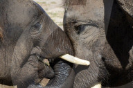 FEATURE - Elefanten geniessen die Wärme im Zoo von Madrid