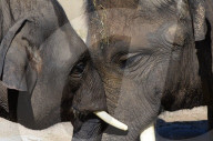 FEATURE - Elefanten geniessen die Wärme im Zoo von Madrid