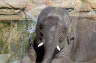 FEATURE - Elefanten geniessen die Wärme im Zoo von Madrid