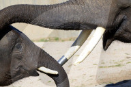 FEATURE - Elefanten geniessen die Wärme im Zoo von Madrid