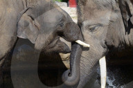 FEATURE - Elefanten geniessen die Wärme im Zoo von Madrid