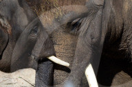 FEATURE - Elefanten geniessen die Wärme im Zoo von Madrid
