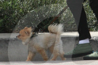 EXKLUSIV - Gavin Rossdale führt seinen Hund Gassi