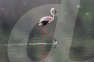 FEATURE - Fieser Marabu tötet Flamingo