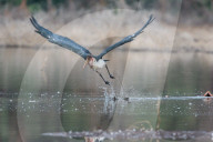 FEATURE - Fieser Marabu tötet Flamingo