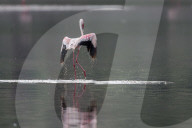 FEATURE - Fieser Marabu tötet Flamingo