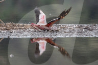 FEATURE - Fieser Marabu tötet Flamingo