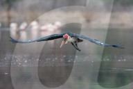 FEATURE - Fieser Marabu tötet Flamingo