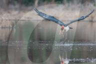 FEATURE - Fieser Marabu tötet Flamingo