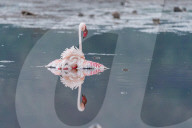 FEATURE - Fieser Marabu tötet Flamingo