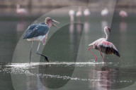 FEATURE - Fieser Marabu tötet Flamingo