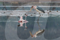 FEATURE - Fieser Marabu tötet Flamingo