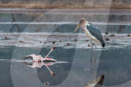 FEATURE - Fieser Marabu tötet Flamingo