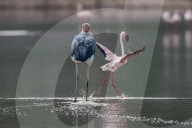 FEATURE - Fieser Marabu tötet Flamingo