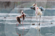 FEATURE - Fieser Marabu tötet Flamingo