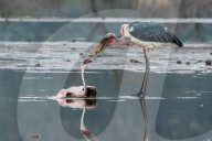 FEATURE - Fieser Marabu tötet Flamingo