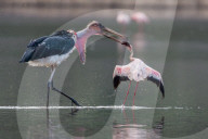 FEATURE - Fieser Marabu tötet Flamingo