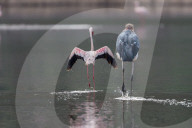 FEATURE - Fieser Marabu tötet Flamingo