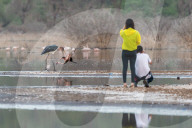 FEATURE - Fieser Marabu tötet Flamingo