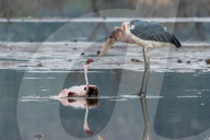 FEATURE - Fieser Marabu tötet Flamingo