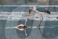 FEATURE - Fieser Marabu tötet Flamingo