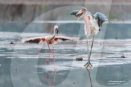 FEATURE - Fieser Marabu tötet Flamingo