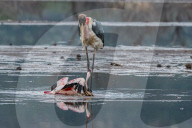 FEATURE - Fieser Marabu tötet Flamingo
