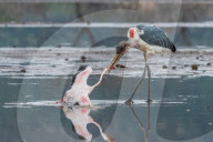 FEATURE - Fieser Marabu tötet Flamingo