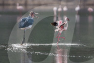 FEATURE - Fieser Marabu tötet Flamingo