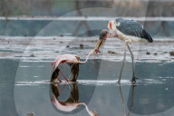 FEATURE - Fieser Marabu tötet Flamingo