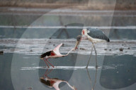 FEATURE - Fieser Marabu tötet Flamingo