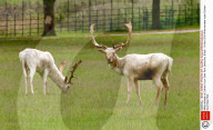 White reindeer at Culham Court Deer Park, Berkshire, Britain - 04 Nov 2015