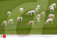 White reindeer at Culham Court Deer Park, Berkshire, Britain - 04 Nov 2015