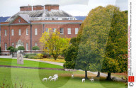 White reindeer at Culham Court Deer Park, Berkshire, Britain - 04 Nov 2015