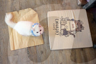 FEATURE - Katzenkaffee in Bangkok