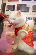 FEATURE - Katzenkaffee in Bangkok