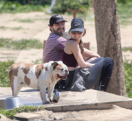 EXKLUSIV - Shia LaBeouf fŸhrt seine Bulldogge Brando Gassi