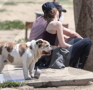 EXKLUSIV - Shia LaBeouf fŸhrt seine Bulldogge Brando Gassi