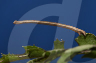 FEATURE - Perfekte Tarnung der Spannerraupe