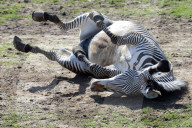 FEATURE - Happy Zebras im Zoo
