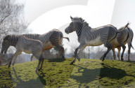 FEATURE - Happy Zebras im Zoo