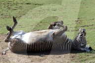 FEATURE - Happy Zebras im Zoo