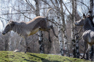FEATURE - Happy Zebras im Zoo