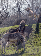 FEATURE - Happy Zebras im Zoo