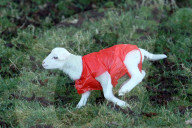 FEATURE - Auch kleine Lämmer tragen Regenschütze