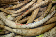 NEWS - Kenianische Behörde will über 100 Tonnen Elfenbein vernichten